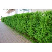10 Thuja Brabant Vergleich