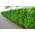10 Thuja Brabant