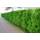 10 Thuja Brabant