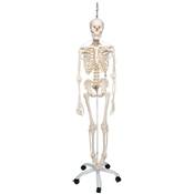 3B Scientific Anatomie Skelett