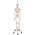 3B Scientific Anatomie Skelett