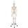 3B Scientific Anatomie Skelett