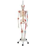 3B Scientific Menschliche Anatomie Skelett