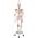 3B Scientific Menschliche Anatomie Skelett