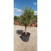 JH Grünwaren Olivenbaum Olive (150-180 cm) Vergleich