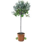 Olivenbaum