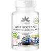 Herba Direct Anthocyane aus Heidelbeerextrakt