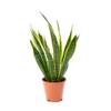 AIRY Bogenhanf Sansevieria trifasciata