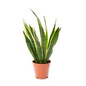 AIRY Bogenhanf Sansevieria trifasciata