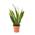 AIRY Bogenhanf Sansevieria trifasciata