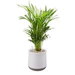 Airy Pot M mit Goldfruchtpalme