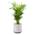 Airy Pot M mit Goldfruchtpalme