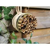 Aktiongruen Schilfröhrchen