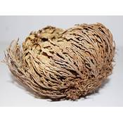 Amahoff Rose von Jericho