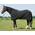 Amesbichler Reitsport Harry`s Horse Fleecedecke