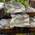 Amur Quellbach I