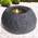 Amur 7-GB021108-5
