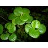 Aquafert Limnobium laevigatum