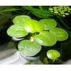 Aquaplants Proximus_AF