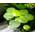 Aquaplants Proximus_AF