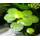 Aquaplants Proximus_AF