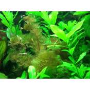 Aquariumpflanzen.net Aquarium-Pflanzen Vergleich