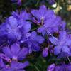 Arborix Rhododendron Gristede