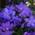 Arborix Rhododendron Gristede