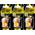 Areon Fresco Vanille Schwarz Duft Glas