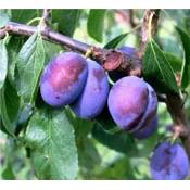 Aretländer Pflanzenhof Pflaumenbaum