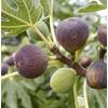 Artländer Pflanzenhof Feigenbaum