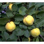 Artländer Pflanzenhof Konstantinopler Apfelquitte Vergleich