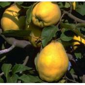 Artländer Pflanzenhof Portugiesische Birnenquitte