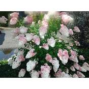 Artländer Pflanzenhof Rispenhortensie Pinky Winky