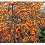 ‎Artländer Pflanzenhof Sanddorn-Set