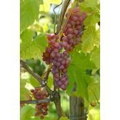 ‎Artländer Pflanzenhof Vanessa Vergleich