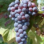 Artländer Pflanzenhof Venus Vergleich