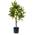 Artplants.de Kunst Zitronenbaum