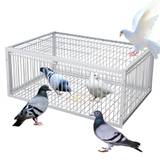Asquar Vogelfalle