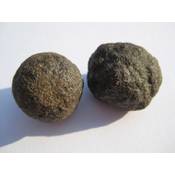 Amaryllis Moqui-Mables