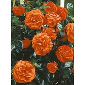 Rosen Union Kletterrose Maintower Vergleich