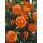 Rosen Union Kletterrose Maintower