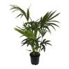 Dominik Blumen und Pflanzen Zimmerpflanzen Kentia-Palme