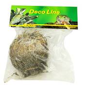 Lucky Reptile Rose von Jericho