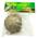 Lucky Reptile Rose von Jericho