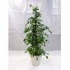PalmenLager.de Ficus Exotica