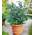 Baldur Garten Topf-Heidelbeere