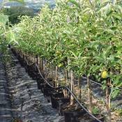 Müllers Grüner Garten Shop Apfelbaum Topaz Vergleich
