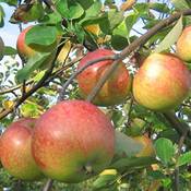 Müllers Grüner Garten Apfelbaum Topaz (S)