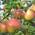 Müllers Grüner Garten Apfelbaum Topaz (S)